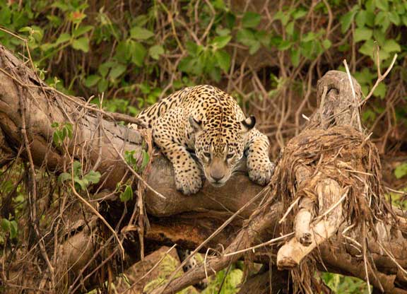 Jaguar hanging over a tree branch