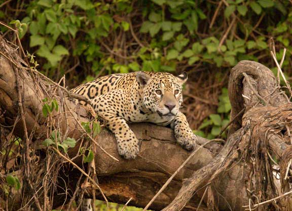 Jaguar hanging over a tree branch