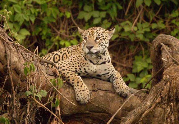 Jaguar hanging over a tree branch