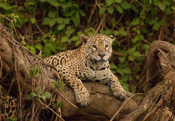Jaguar hanging over a tree branch
