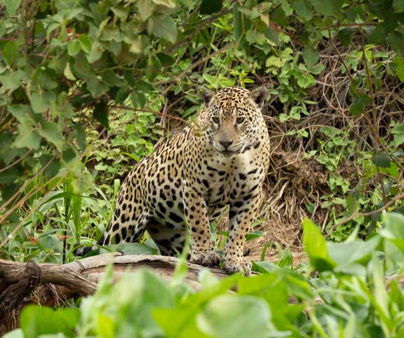 Jaguar in the vegetation at the edge of the river