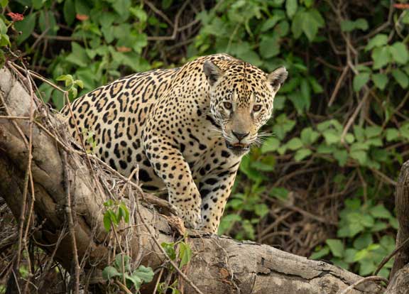 Jaguar standing on a log
