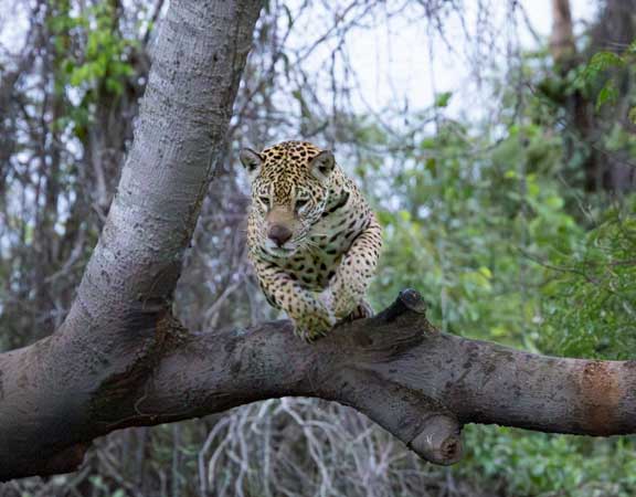 Jaguar walking up a tree