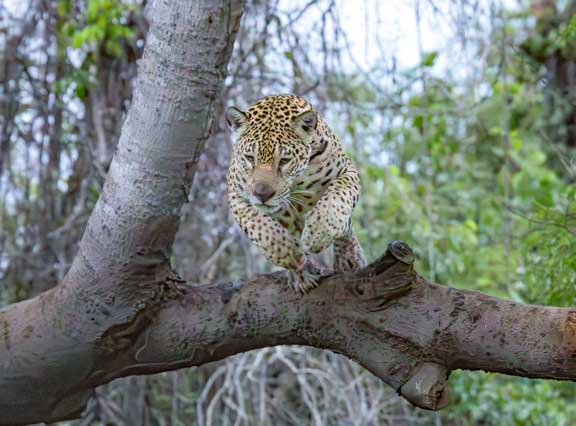 Jaguar jumping from a tree