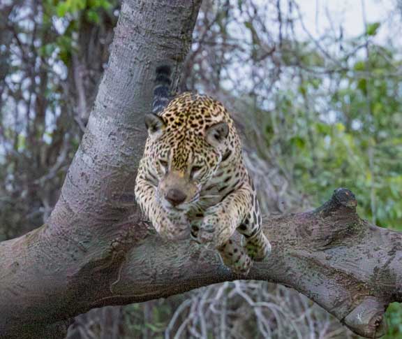 Jaguar jumping from a tree