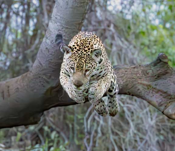 Jaguar jumping from a tree