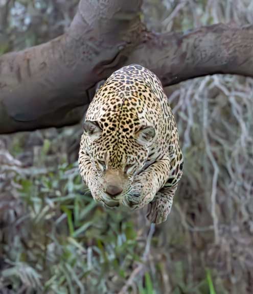 Jaguar jumping from a tree