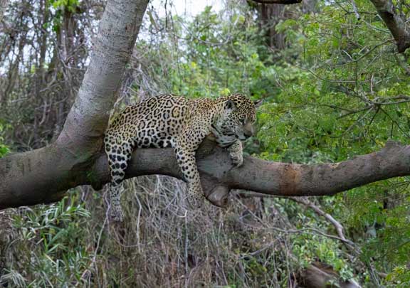 Jaguar resting on a tree