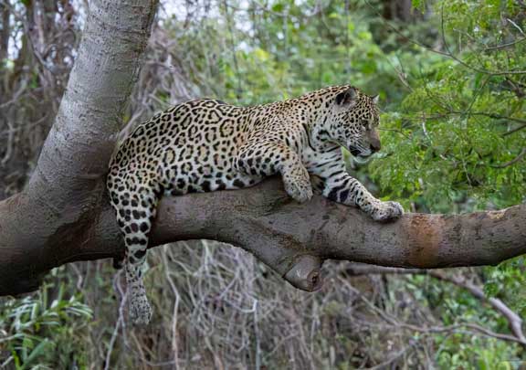 Jaguar resting on a tree