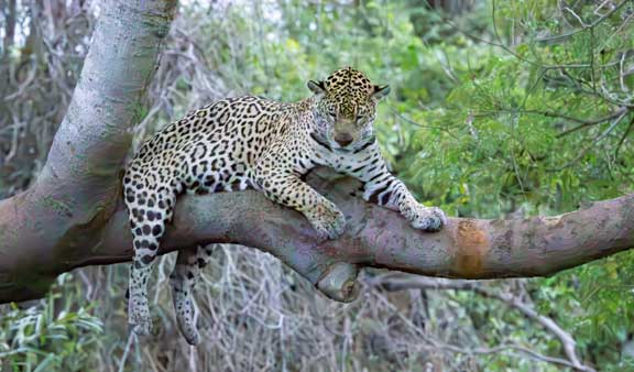 Jaguar resting on a tree