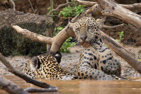 Jaguar cub playin in the river