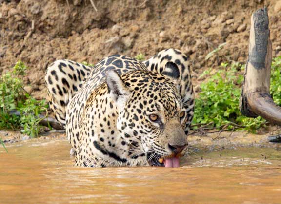 Female jaguar drinking