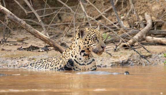Cub playing with female jaguar