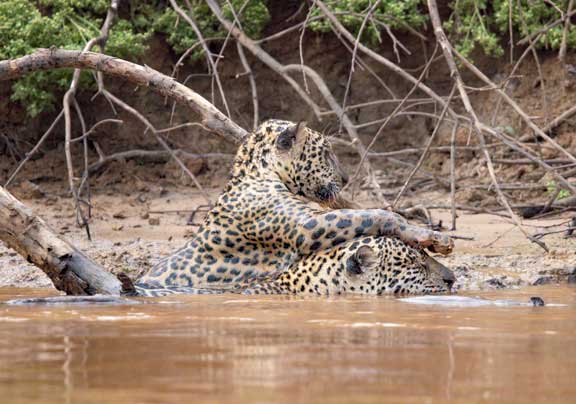 Cub playing with female jaguar