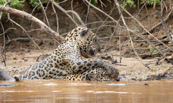 Cub playing with female jaguar
