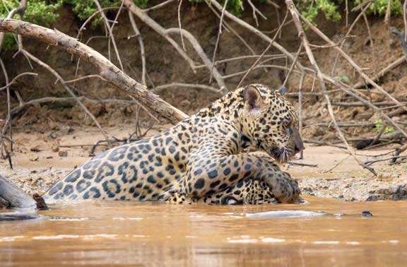 Cub playing with female jaguar