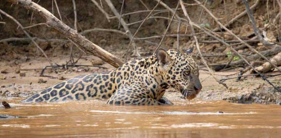 Cub playing with female jaguar