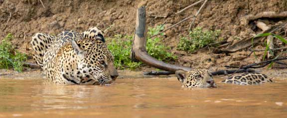 Cub playing with female jaguar
