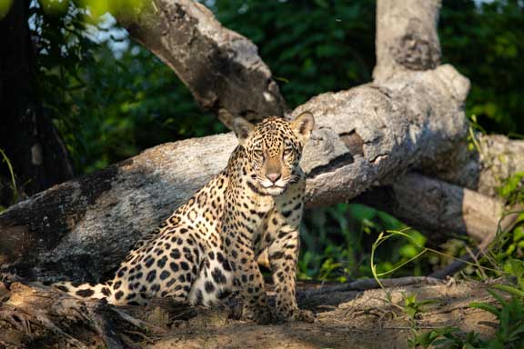 Jaguar on the ground