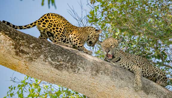 Jaguar in tree
