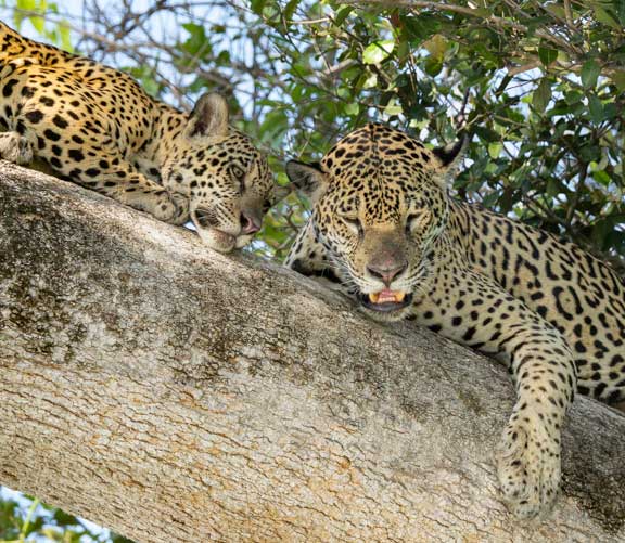 Jaguar in tree