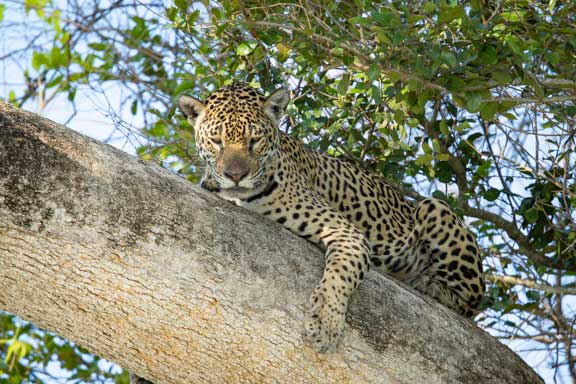 Jaguar in tree