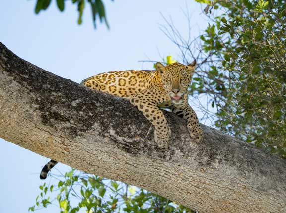 Jaguar in tree