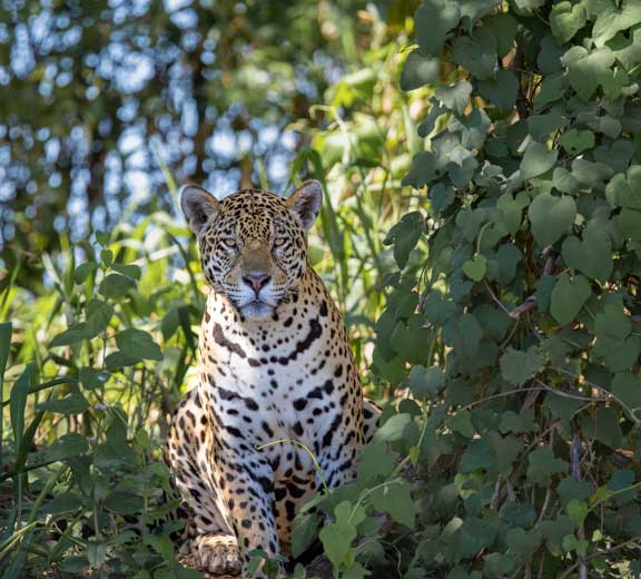 Jaguar on the ground