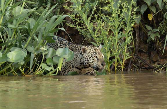 Jaguar swimming