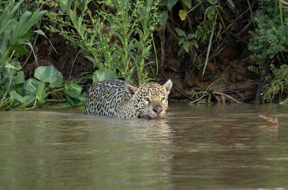 Jaguar swimming