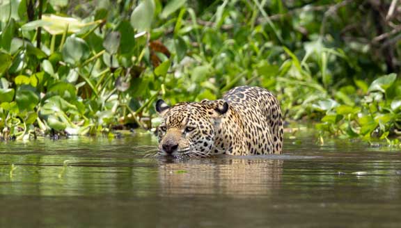 Jaguar swimming