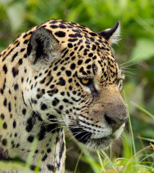 Jaguar face close up