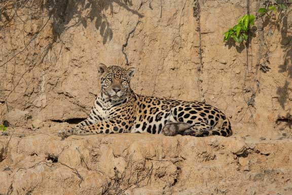 Jaguar resting on the bank of the river