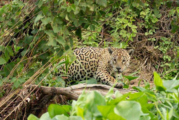 Jaguar stalking in the vegetation