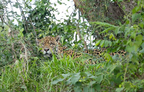 Jaguar stalking in the vegetation