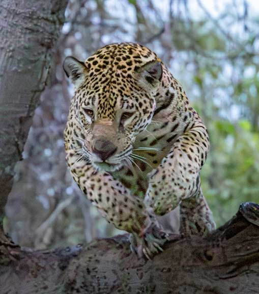 Jaguar jumping from a tree