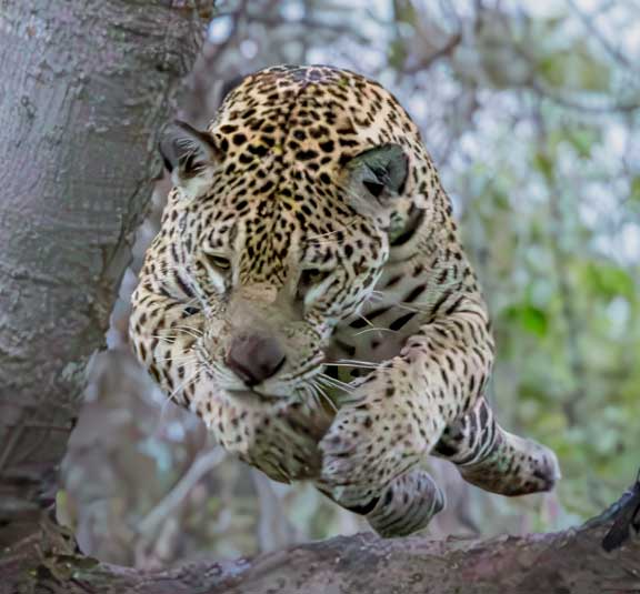 Jaguar jumping from a tree