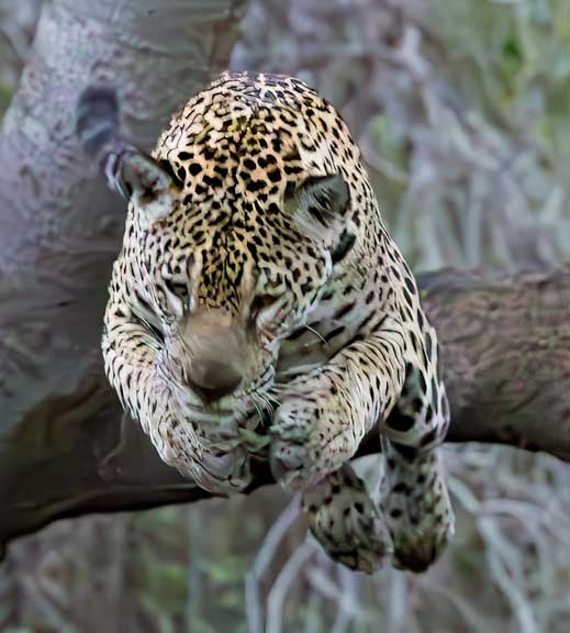 Jaguar jumping from a tree