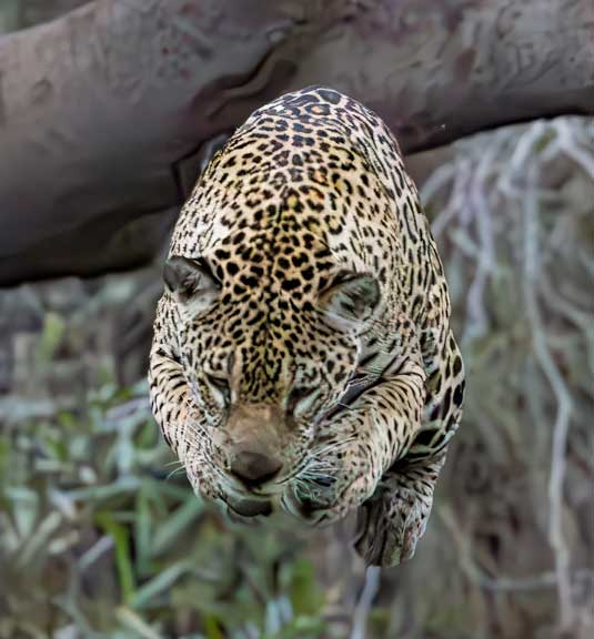 Jaguar jumping from a tree