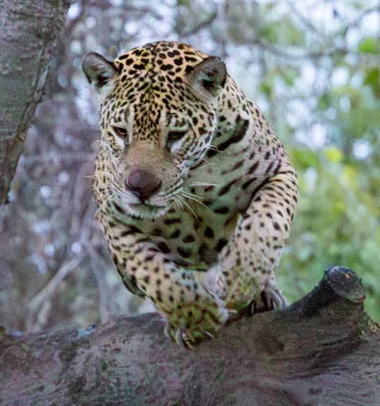 Jaguar jumping from a tree