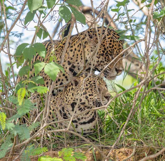 Jaguars mating behind bush
