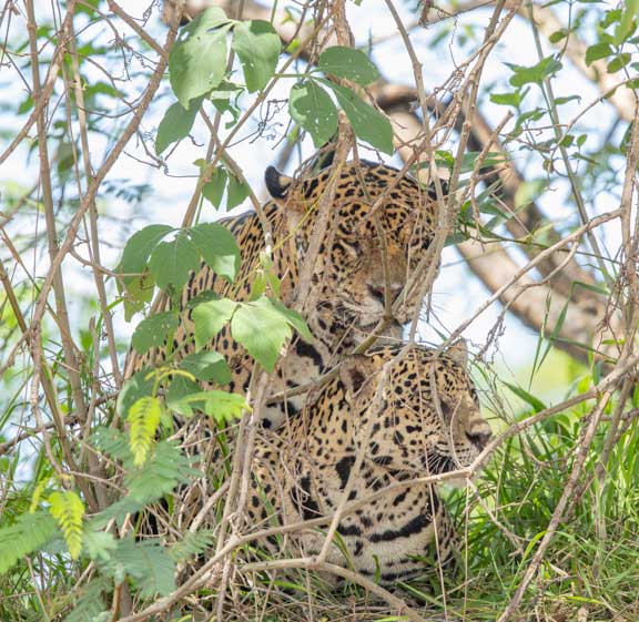 Jaguars mating behind bush