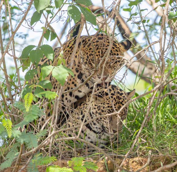 Jaguars mating behind bush