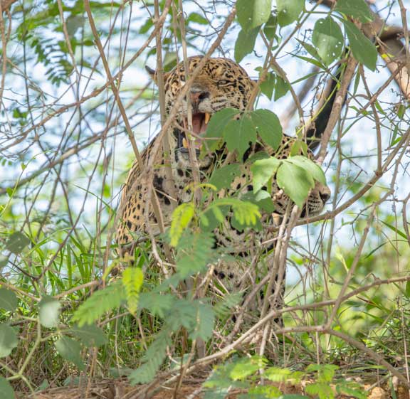 Jaguars mating behind bush