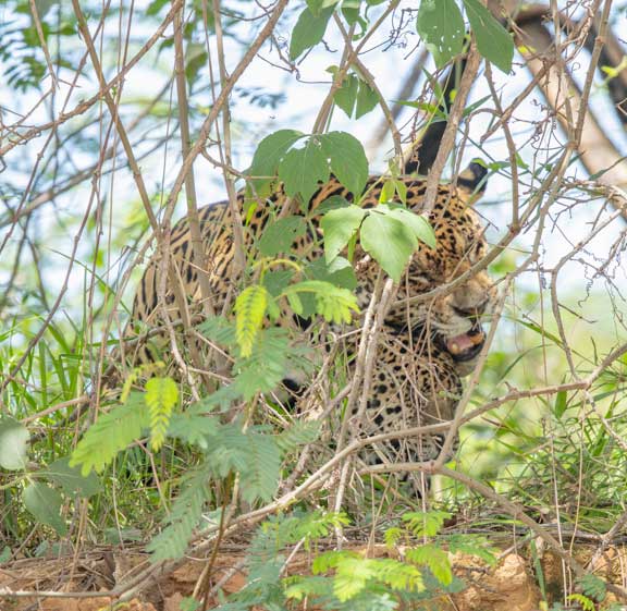 Jaguars mating behind bush