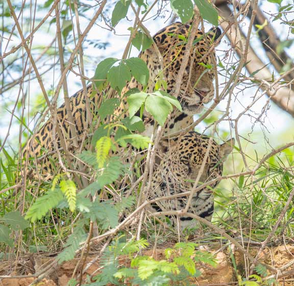 Jaguars mating behind bush