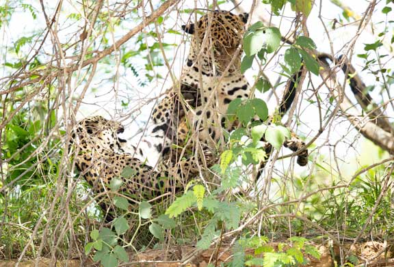 Jaguars mating behind bush