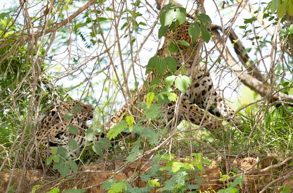 Jaguars mating behind bush