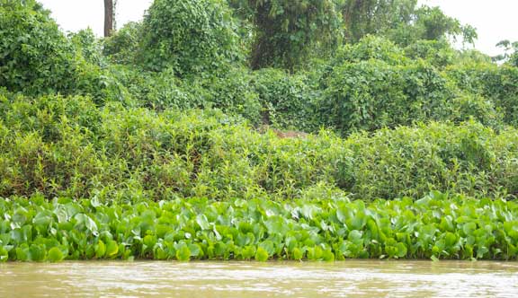 Jaguar standing in the vegetation alongside the river