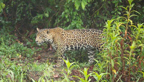 Jaguar standing in the vegetation alongside the river